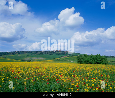 Toskana Italien Bereich Senf und Mohn zwischen den sanften Hügeln und Bauernhöfe in der Nähe von Hügel Stadt Pienza in der Val d Orcia Stockfoto