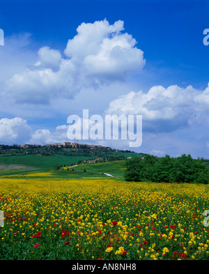 Toskana Italien Bereich Senf und Mohn zwischen den sanften Hügeln und Bauernhöfe in der Nähe von Hügel Stadt Pienza in der Val d Orcia Stockfoto