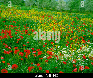 Toskana, Italien: Bereich der Blumen Mohn und Senf am Rande eines Olivenhains in Val-d Orcia in der Nähe von Pienza Stockfoto