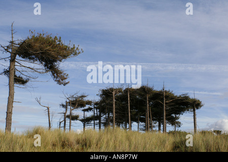 Kiefern und Gräsern auf die Sanddünen in Formby, Liverpool. Stockfoto