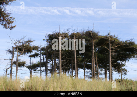 Kiefern und Gräsern auf die Sanddünen in Formby, Liverpool. Stockfoto
