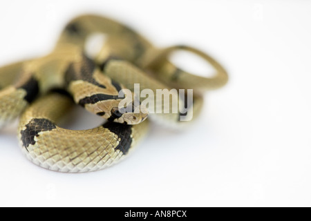 Gemeinsamen jungen Kukri Schlange auf weiß Stockfoto