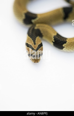 Gemeinsamen jungen Kukri Schlange auf weiß Stockfoto