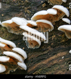 Gelee Rot Pilz, Phlebia Tremellosa (Merulius Tremellosus), Meruliaceae. Stockfoto