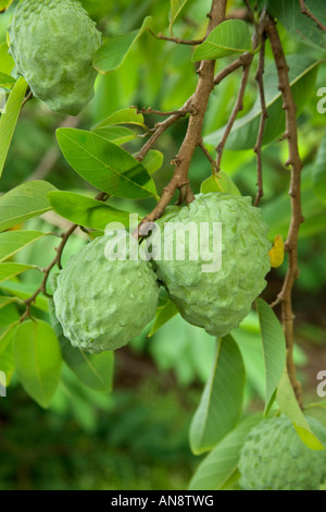 Reifende Atemoya Obstbau auf Ast. Stockfoto