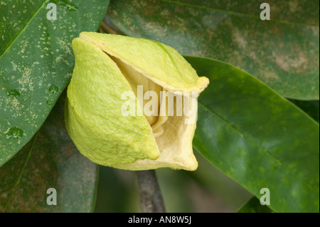 Blüte von Soursop Früchte am Zweig. Stockfoto