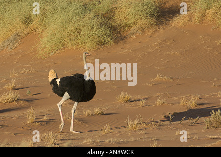 Gemeinsamen Strauß Struthio Camelus Männchen im November der Namib Wüste Namib Naukluft Nationalpark Namibia Stockfoto