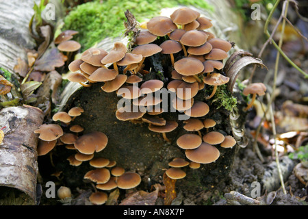 Gemeinsamen stumpf Brittlestem Pilz, Psathyrella Hydrophila Syn Psathyrella Piluliformis, Psathyrellaceae Stockfoto