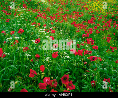 Toskana Italien A Bereich der Mohn-Senf und Queen Anne s Spitze in der Val d Orcia Gegend der Toskana Stockfoto
