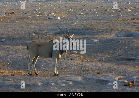 Kap Eland Tauro Oryx Erwachsenfrau Abend Licht Etosha Nationalpark Namibia November Stockfoto