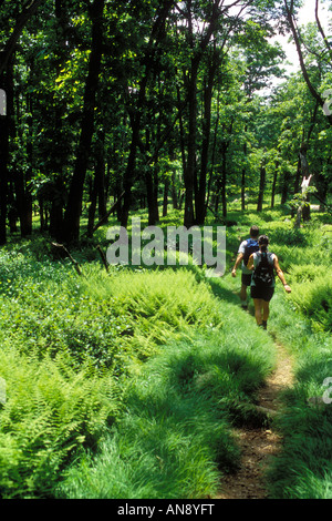 Wanderer im Farne auf dem Appalachian Trail im Shenandoah National Park, Virginia, USA Stockfoto