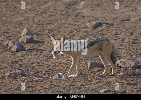 Schwarzer Schakal Canus Mesomelas verschlingt Cape Turtle Dove Etosha Nationalpark Namibia November gesichert Stockfoto