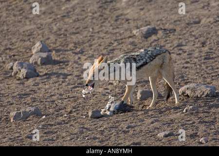 Schwarzer Schakal Canus Mesomelas verschlingt Cape Turtle Dove Etosha Nationalpark Namibia November gesichert Stockfoto