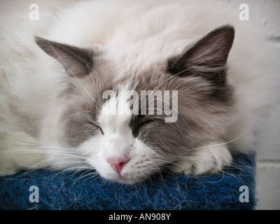 Junge männliche Ragdoll Katze schlafen drinnen in England Stockfoto