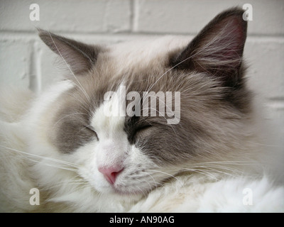 junge männliche Ragdoll Katze schlafen drinnen in England Stockfoto