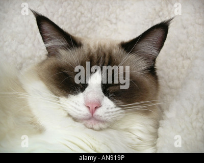 "Zehn Monate alt" weibliche Ragdoll Katze schlafen drinnen in England Stockfoto