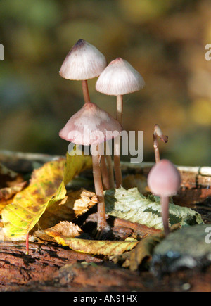 Lila Fibrecap oder Erde Inocybe Inocybe Geophylla Var Lilacena Fliegenpilze Inocybaceae Stockfoto