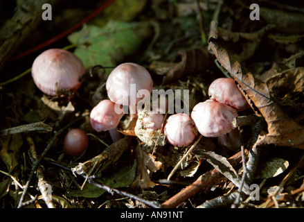 Lila Fibrecap oder Erde Inocybe Inocybe Geophylla Var Lilacena Fliegenpilze Inocybaceae Stockfoto