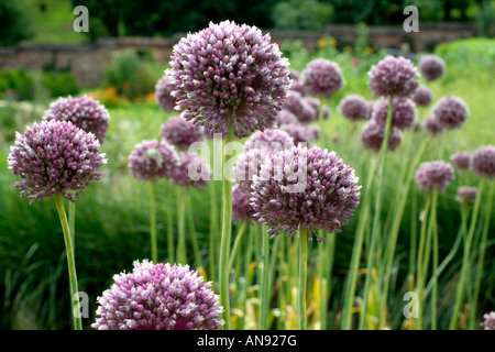 ALLIUM AMPELOPRASUM ELEFANT KNOBLAUCH BLÜHT, WENN DIE AUFSTREBENDEN KÖPFE, NICHT EINGEKLEMMT WERDEN Stockfoto