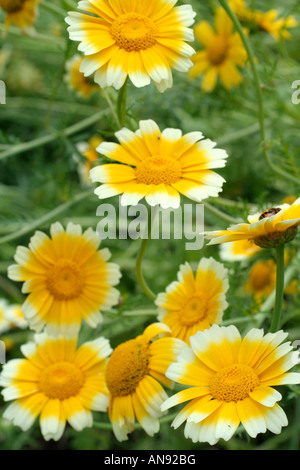 CHRYSANTHEMUM CORONARIUM KRONE DAISY ODER CHOP SUEY GEMÜSE Stockfoto