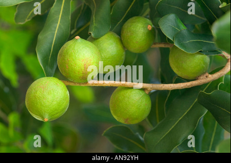 Reifende Macadamia-Nüssen auf Ast. Stockfoto