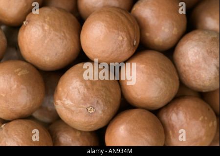 Geernteten Macadamia-Nüssen in der Schale. Stockfoto