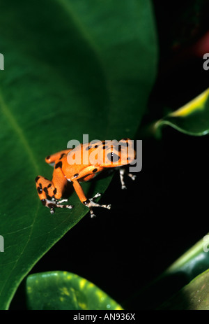 Seltene Rotgift-Dart-Frösche, Bocas del Toro, Panama Stockfoto