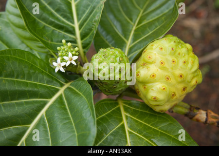 Noni-Frucht auf Ast. Stockfoto