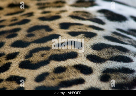 Closeup Detail Jaguar Fellmuster Stockfoto