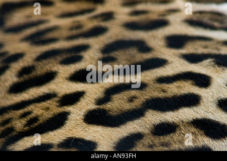 Closeup Detail Jaguar Fellmuster Stockfoto