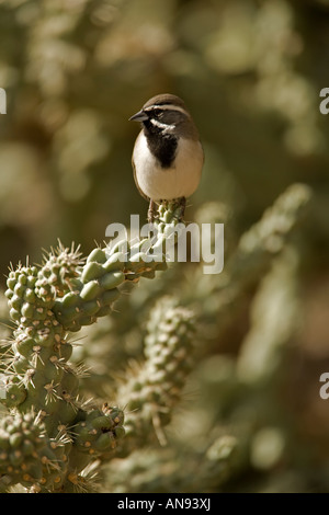 Black-throated Spatz Anphispiza Bilineata Arizona USA Cholla Kaktus gehockt Stockfoto