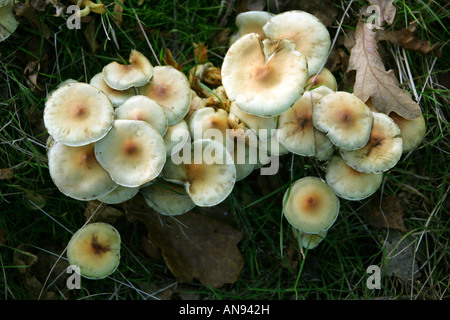 Rotbraune Toughshank Pilz, Gymnopus Dryophilus (Collybia Dryophila), Marasmiaceae (Tricholomataceae). Stockfoto