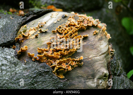 Hairy Stereum Pilz, Stereum Hirsutum, Stereaceae. Aka behaarte Vorhang Kruste. Stockfoto