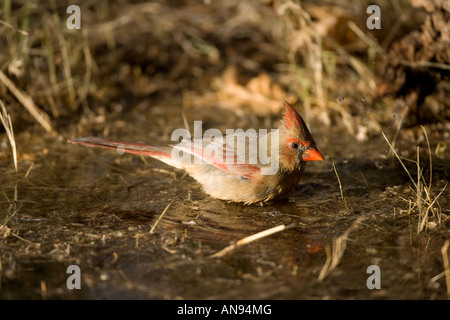 Nördlichen Kardinal Cardinalis Cardinalis Arizona-Sonora-Wüste weiblichen stehen im pool Stockfoto