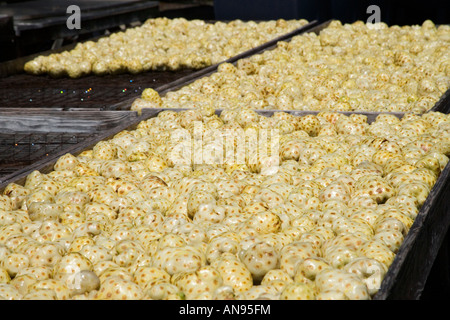 Noni-Frucht auf Tabletts Reifung geerntet. Stockfoto