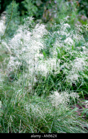 DESCHAMPSIA CESPITOSA GOLDGEHÄNGE Stockfoto