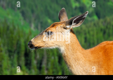 Eine wilde Rehe auf dem Gipfel des Hurricane Ridge im nördlichen Teil der Olympic National Park in der Nähe von Port Angeles, Washington USA Stockfoto