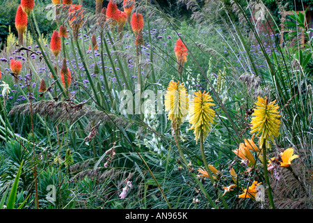 KNIPHOFIA UVARIA NOBILIS UND HEMEROCALLIS CHICAGO IN HOLBROOK GARTEN DEVON Stockfoto