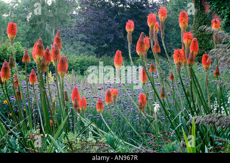 KNIPHOFIA UVARIA NOBILIS IN HOLBROOK GARTEN DEVON Stockfoto