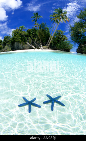 Über und unter Foto Seesterne im Wasser mit Postkarte Strand Rock Islands Palau Südpazifik Stockfoto