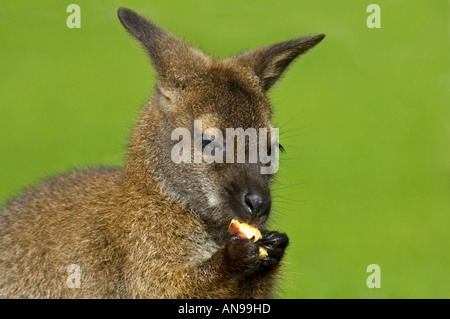 Horizontale Nahaufnahme von einem jungen Bennetts Wallaby (Macropus Rufogriseus Rufogriseus) Verzehr von Obst vor einem grünen Hintergrund. Stockfoto