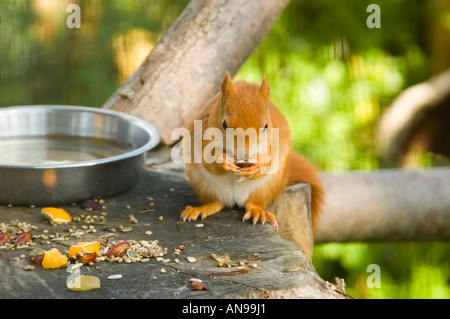 Horizontale Nahaufnahme eines schüchternen roten Eichhörnchens [Sciurus Vulgaris] Essen eine Nuss auf einem Vogel-Tisch in der Sonne. Stockfoto