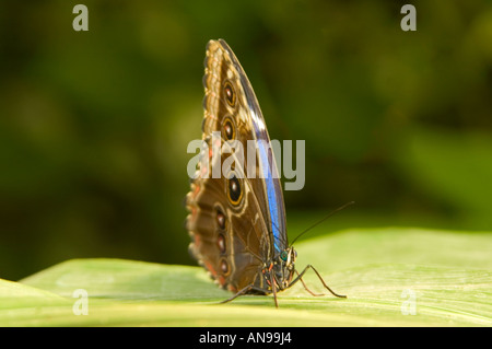 Horizontale Nahaufnahme eines blauen Morpho Schmetterlings [Morpho Peleides] auf einem Blatt. Stockfoto