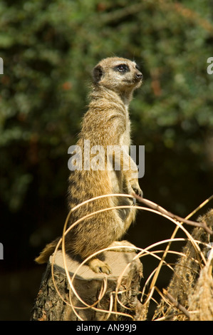 Vertikale Nahaufnahme von einem Erdmännchen "Suricata Suricatta" Sentinal diensthabenden wachen auf den Hinterbeinen. Stockfoto