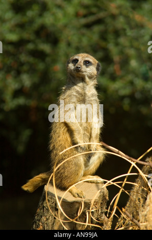 Vertikale Nahaufnahme von einem Erdmännchen "Suricata Suricatta" Sentinal diensthabenden wachen auf den Hinterbeinen. Stockfoto