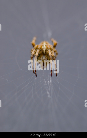 Vertikale Makro Bild einer großen gemeinsamen Garten Spinne [Araneus Diadematus] in der Mitte der Kugel-Web. Stockfoto