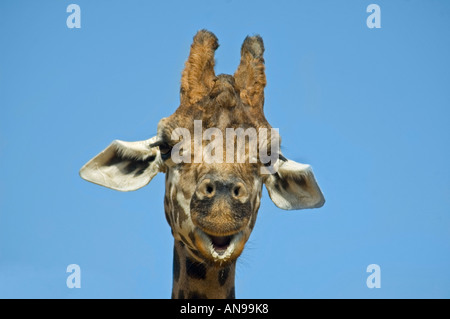 Horizontale Nahaufnahme von einer Rothschild Giraffe Kopf [Giraffa Plancius Rothschildi] kauen ein Blatt gegen ein strahlend blauer Himmel Stockfoto