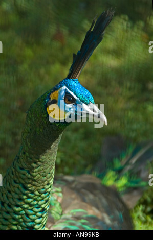 Vertikale Nahaufnahme von der erstaunlichen Farben auf dem Kopf eine männliche grüne Pfauen [Pavo Muticus] schillernden im Sonnenschein Stockfoto