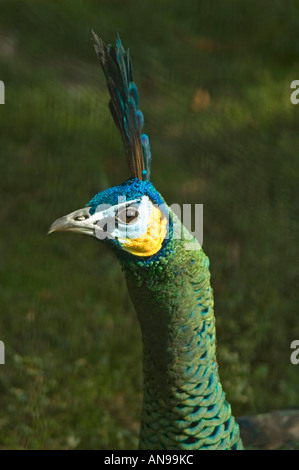 Vertikale Nahaufnahme von der erstaunlichen Farben auf dem Kopf eine männliche grüne Pfauen [Pavo Muticus] schillernden im Sonnenschein Stockfoto