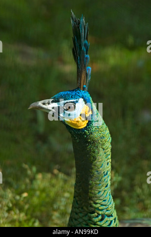 Vertikale Nahaufnahme von der erstaunlichen Farben auf dem Kopf eine männliche grüne Pfauen [Pavo Muticus] glitzern in der Sonne. Stockfoto